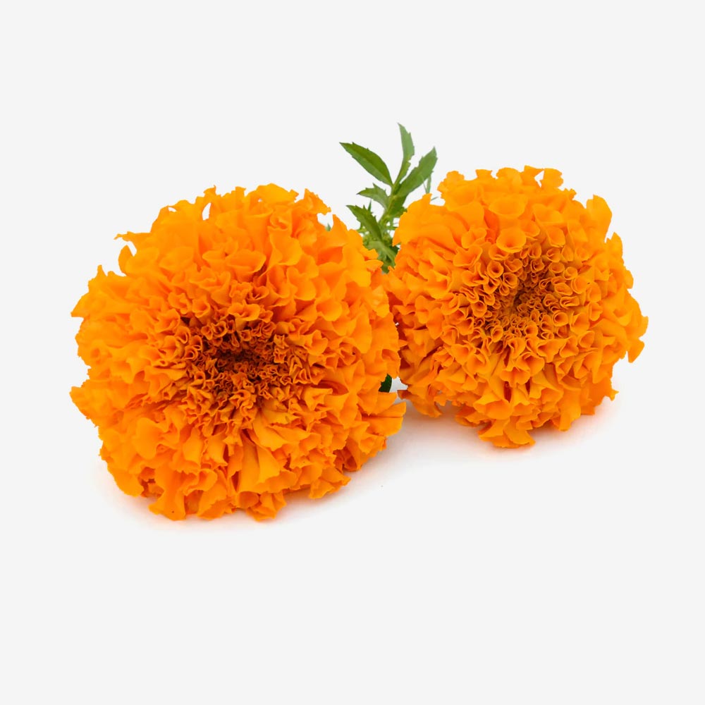 Two Marigold Flowers