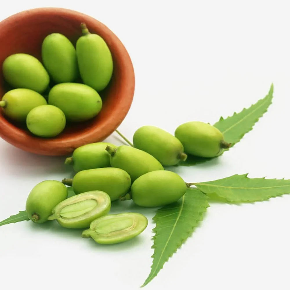 Neem Plant In Bowl