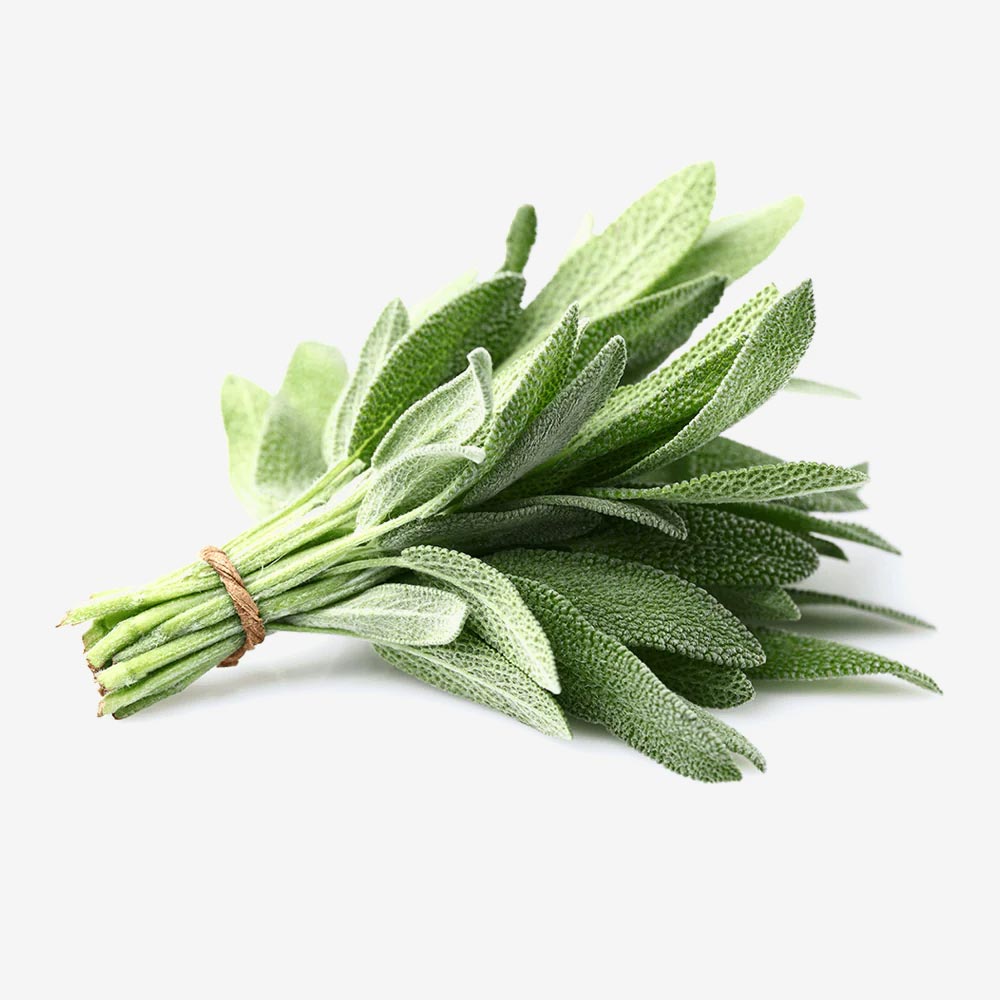 A Bunch Of Sage Leaves Tied With Rubber Band