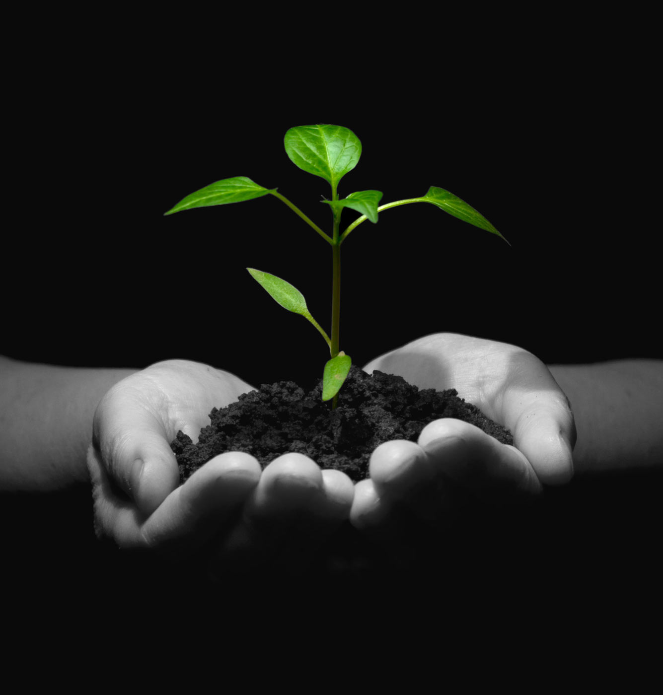 Man Holding Dirt In Cupped Hands With Green Plant