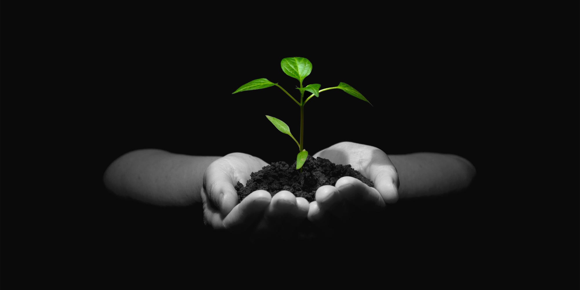 Man Holding Dirt In Cupped Hands With Green Plant